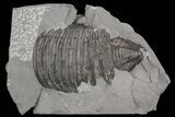 Partial Trimerus Trilobite - New York #68551-1
